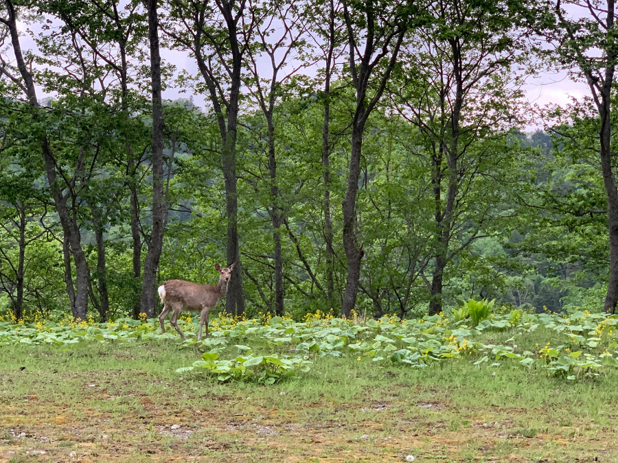 北海道の鹿
