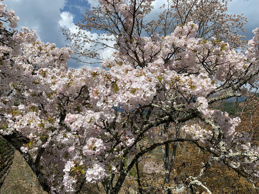 吉野山の桜