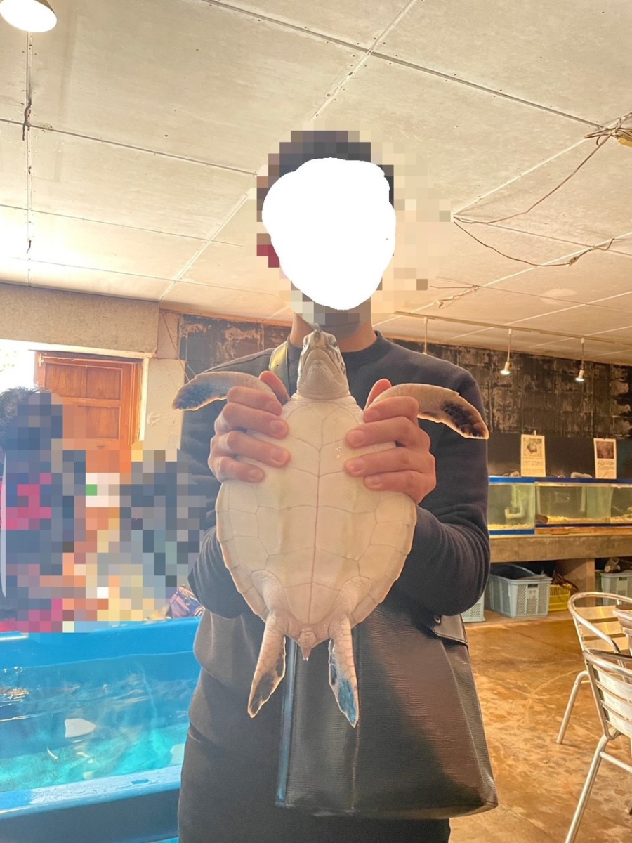 黒島研究所のウミガメ