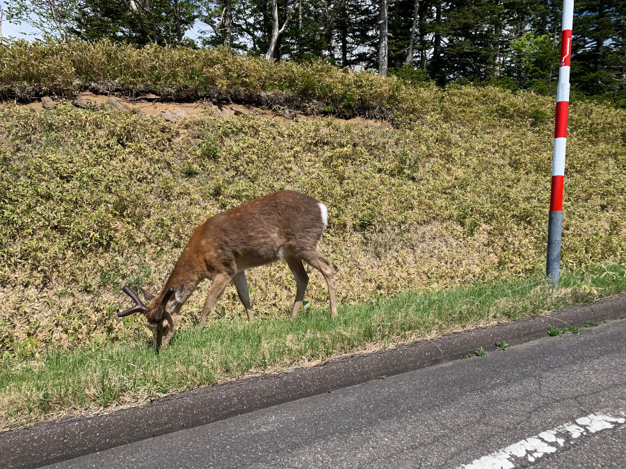知床横断道路の鹿