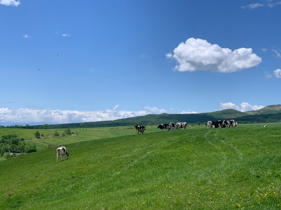 ナイタイ高原牧場の牛と草原