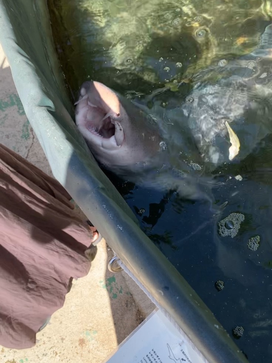 黒島研究所のサメ