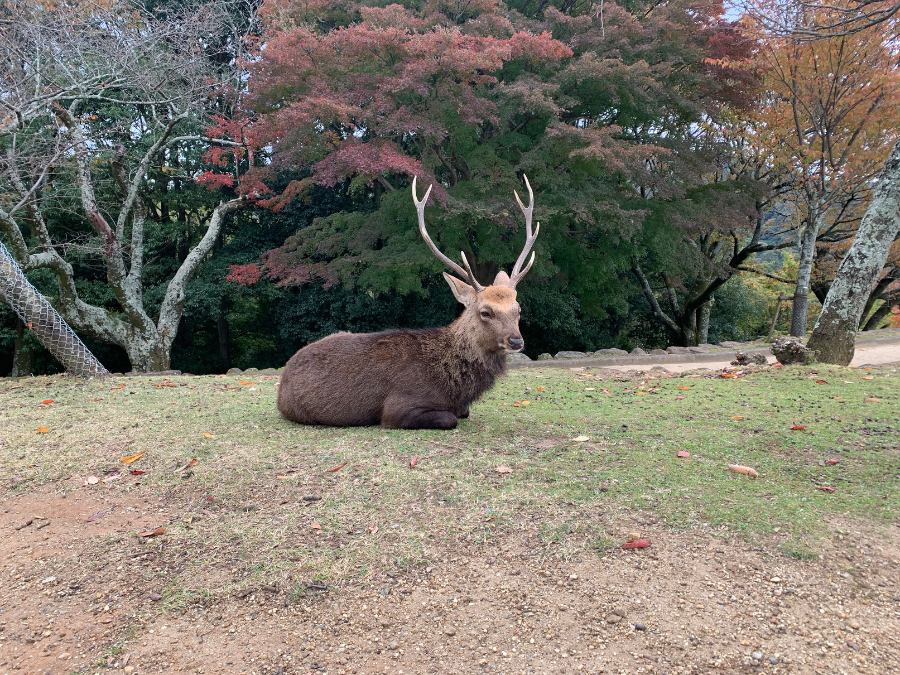 奈良若草山